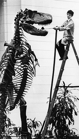 Worker at the Field Museum brushing the teeth of a dinosaur skeleton (ST-17500821)
